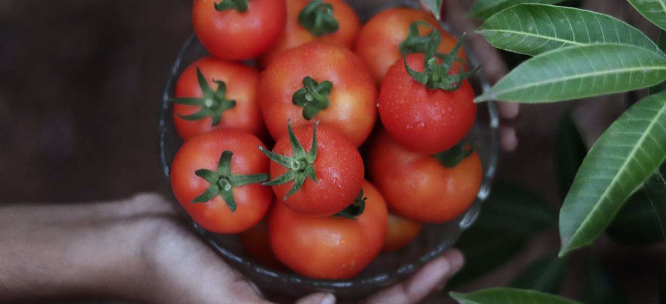 Konsultasi Pertanian