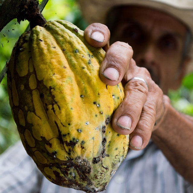 Misi Sarana Agro Nusantara